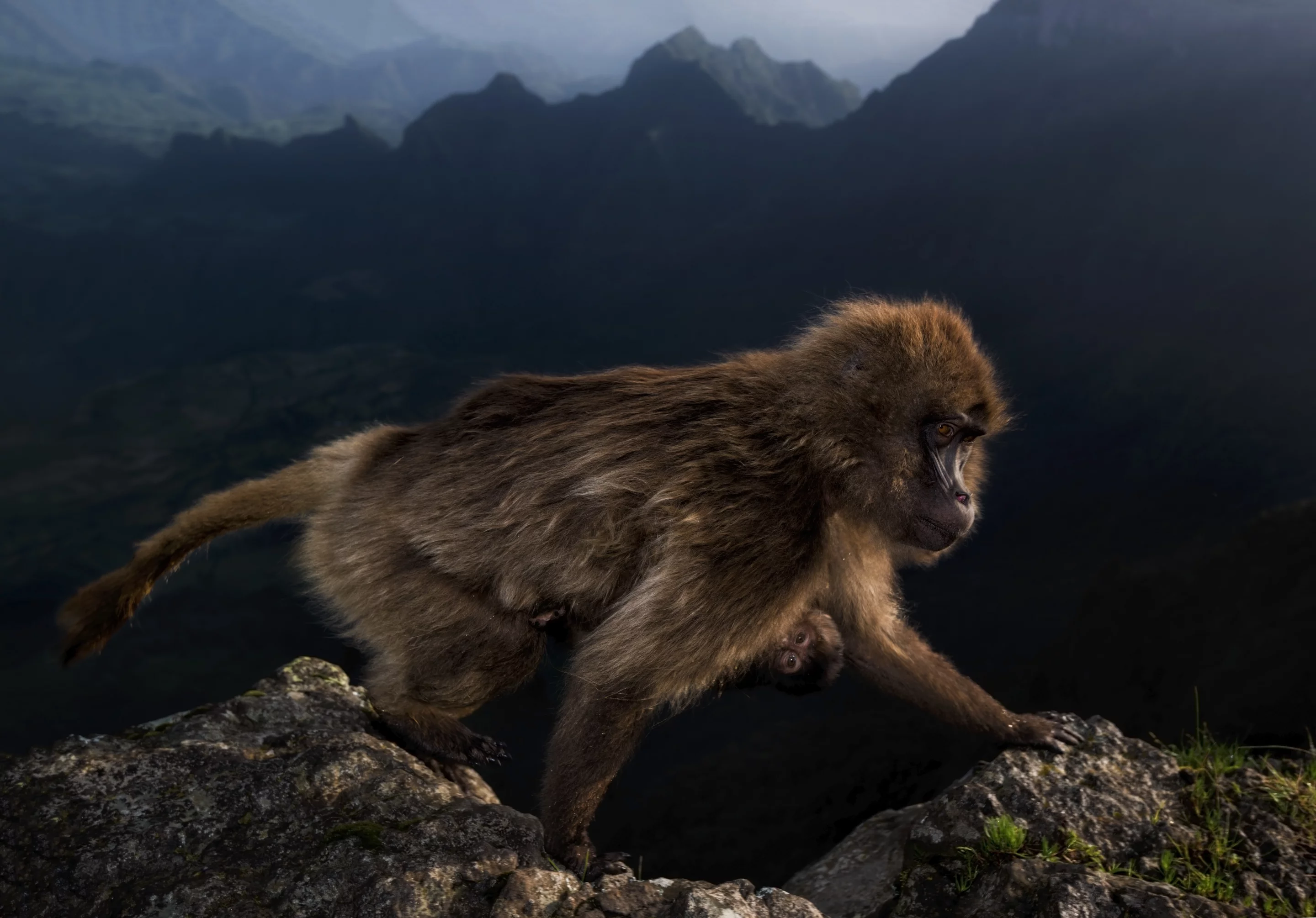 Finalist, Natural World. "Family". A gelada monkey and its son on the edge of a cliff of the Simien Mountains in Ethiopia