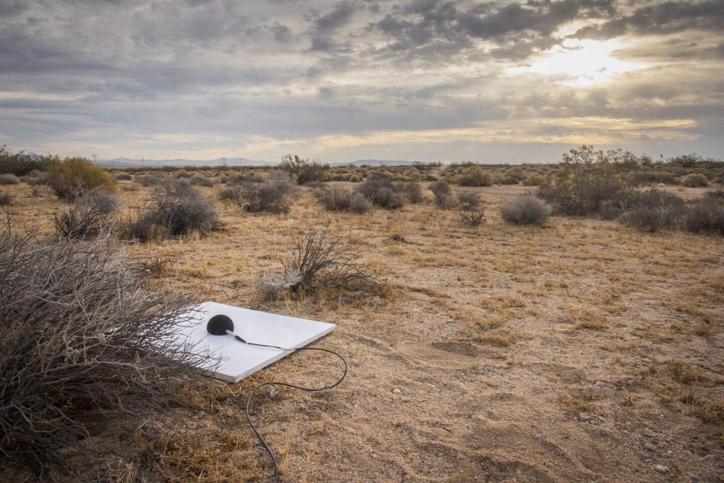 CarpetDIEM array