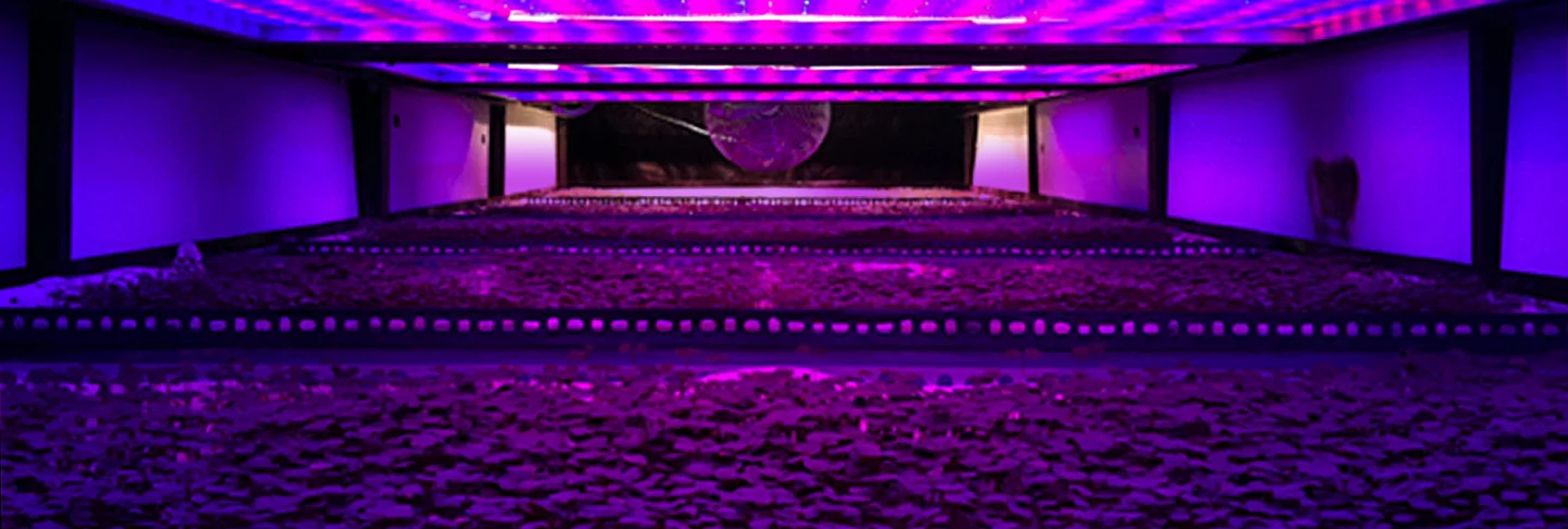 AeroFarms says its proprietary LED lighting system is more effective than the sun for growing crops