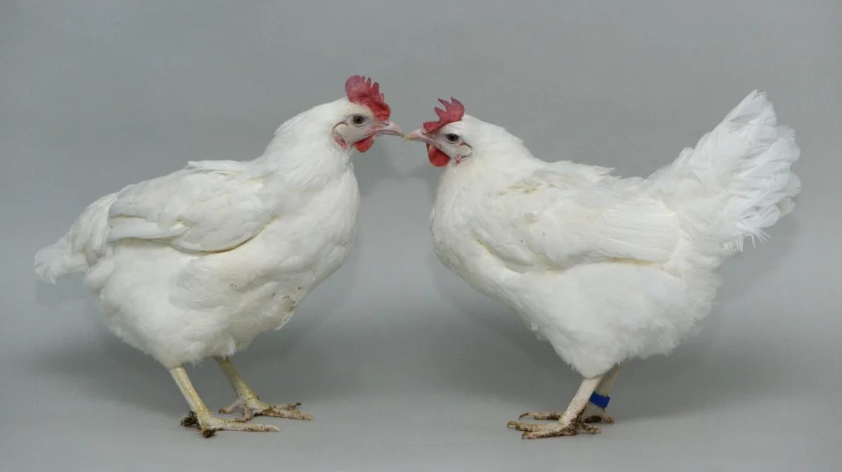 An unedited chicken (left) with a chicken that has been genetically engineered to be more resistant to bird flu (right)