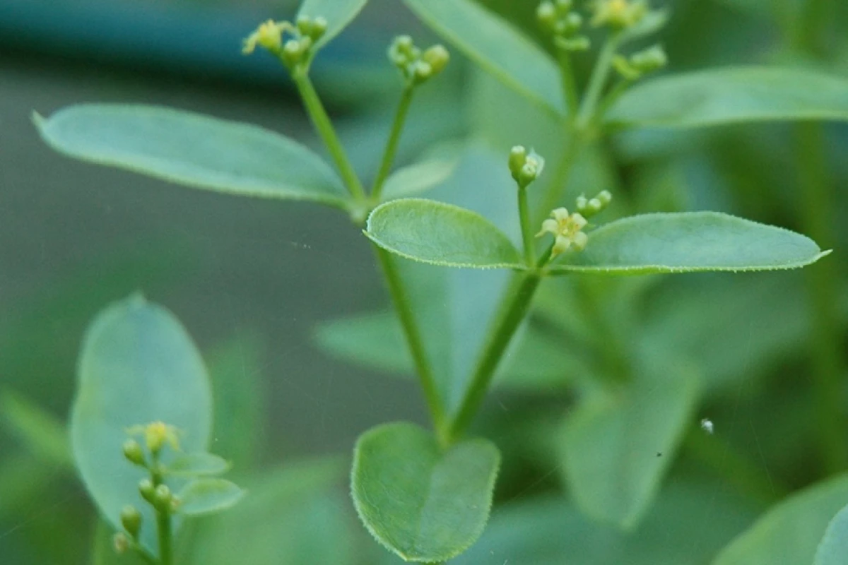 Researchers have used a dye extracted from the root of the madder plant to develop a new "green" lithium ion battery (Photo: Carstor via Wikimedia Commons)