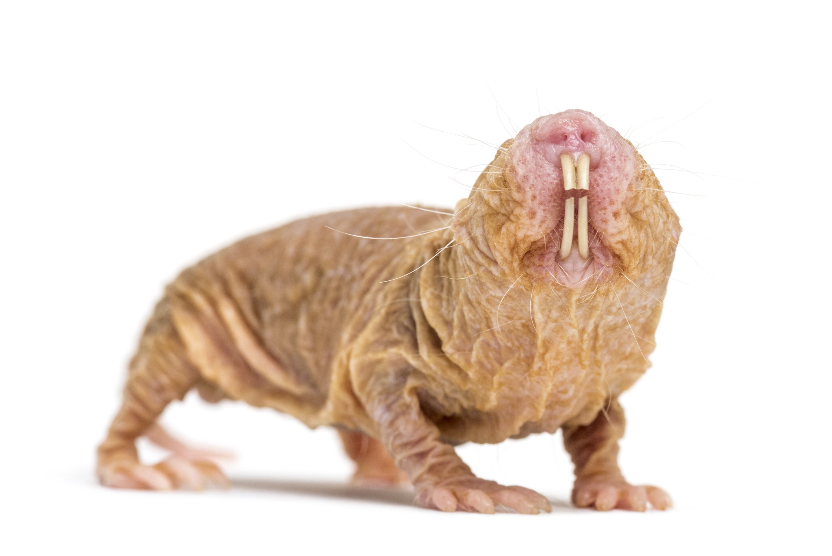Naked Mole rat s longevity Gene Extends Lifespan And Health Of Mice naked-mole-rat-s-longevity-gene-extends-lifespan-and-health-of-mice