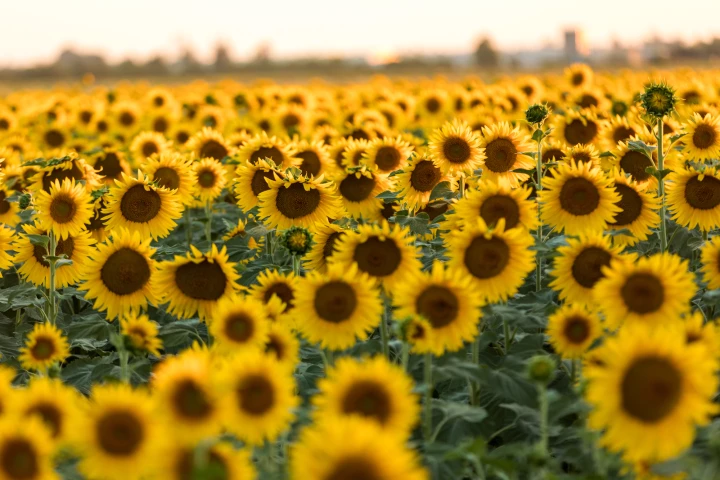 There's anti-fungal compounds in them thar sunflowers