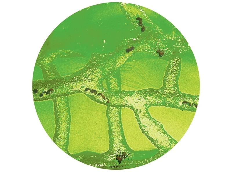 Like many modern ant farms, Ant Farm Revolution utilizes a green gel instead of dirt or sand