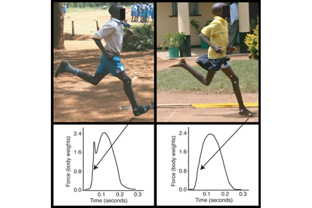 The representative force traces showing how the two styles of running (shod: left and barefoot: right) differ in the force generated when the foot collides with the ground (Image: Daniel E. Lieberman/Harvard University)