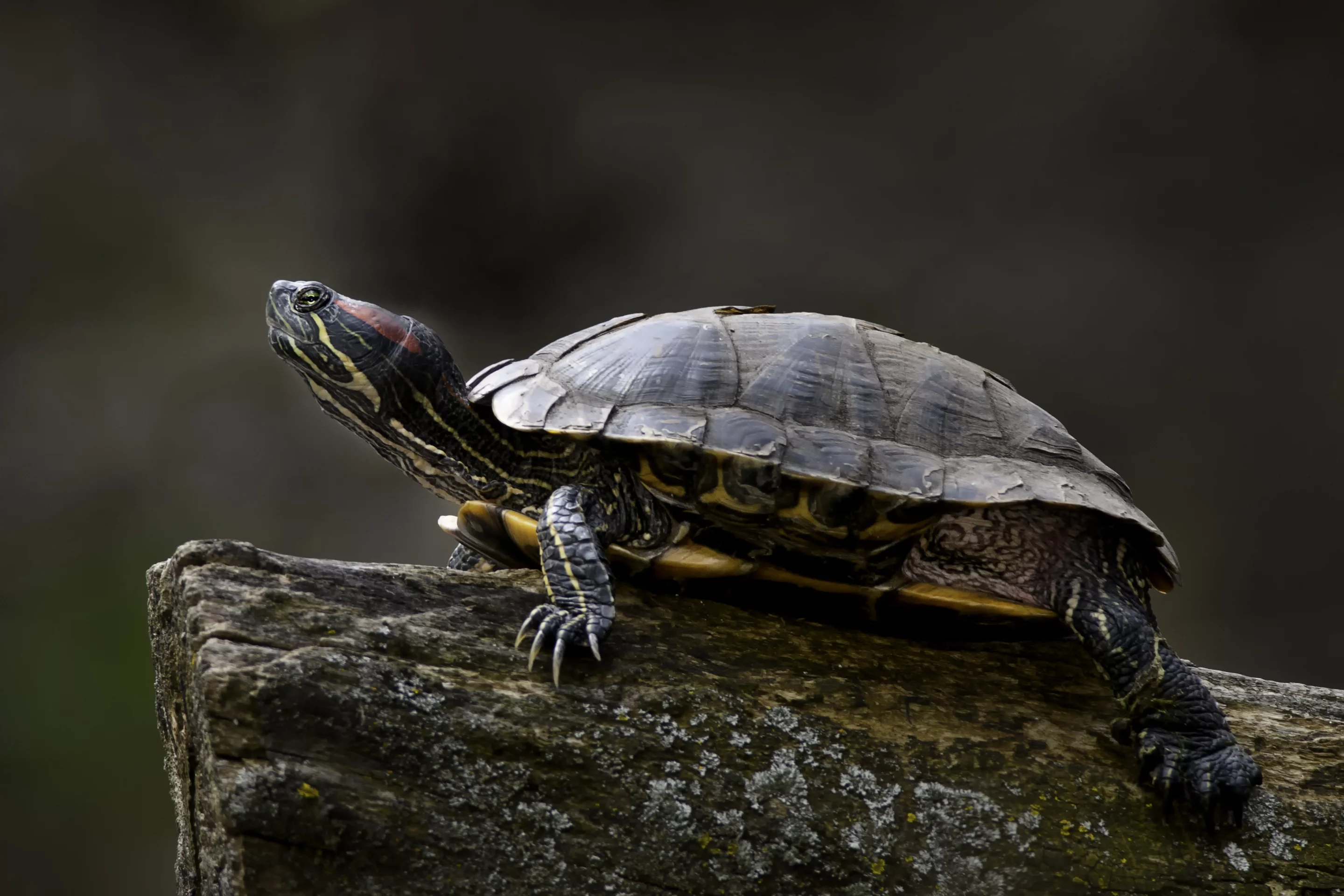 Researchers have been able to non-invasively control the walking paths of red-eared sliders (Photo: Shutterstock)