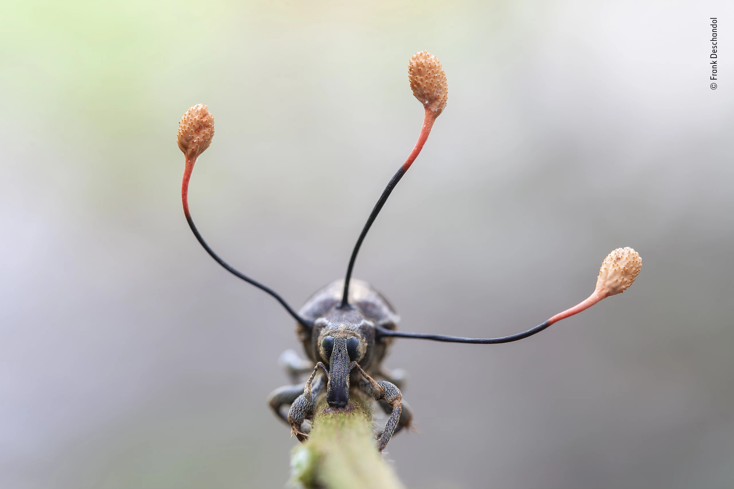 "The climbing dead" by Frank Deschandol. Highly Commended 2019, Plants and Fungi. On a night-time fieldtrip in the Peruvian Amazon rainforest, Frank spotted this bizarre-looking weevil clinging to a fern stem. Its glazed eyes showed it was dead, and the three antennae-like projections growing out of its thorax were the ripe fruiting bodies of a ‘zombie fungus’. Spreading inside the weevil while it was alive, the parasitic fungus had taken control of its muscles and compelled it to climb. When it was at a suitable height – for the fungus – the weevil held fast to the stem. Fuelled by the weevil’s insides, the fungus then started to grow fruiting bodies topped by capsules that would release a multitude of tiny spores to infect new prey. Similar ‘zombie fungi’ are known to parasitize other insects. Shooting the weevil head on, to show its characteristic elongated snout, Frank isolated the fungus against a soft background to emphasize the capsules. By the next day, the spores had been released and the fungus had withered, its mission accomplished.