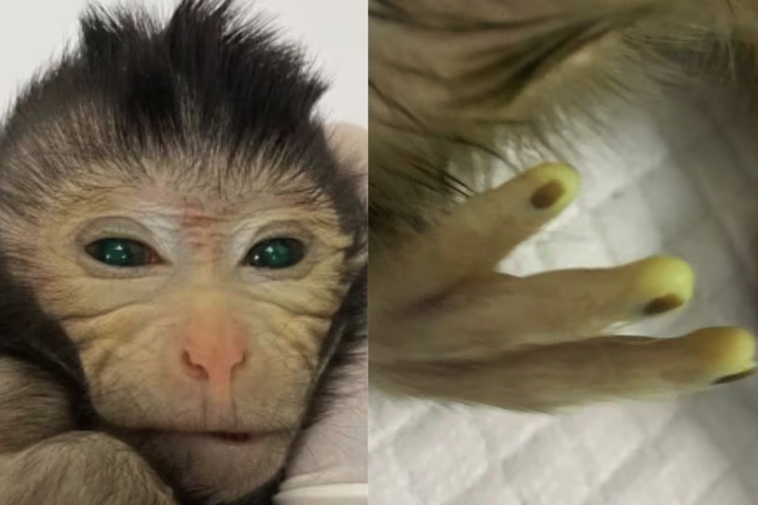 In a scenario reminiscent of the initial scenes in a science fiction horror movie, scientists have injected stem cells from a seven-day-old monkey embryo into an unrelated four-to-five-day embryo of the same species. This combined embryo was then implanted into a female monkey, resulting in the first-ever live birth of a chimeric non-human primate—a fully formed male.