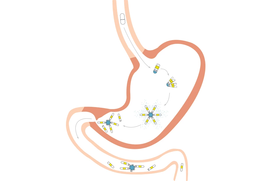 A diagram showing how the star-shaped drug delivery capsule moves through the digestive system