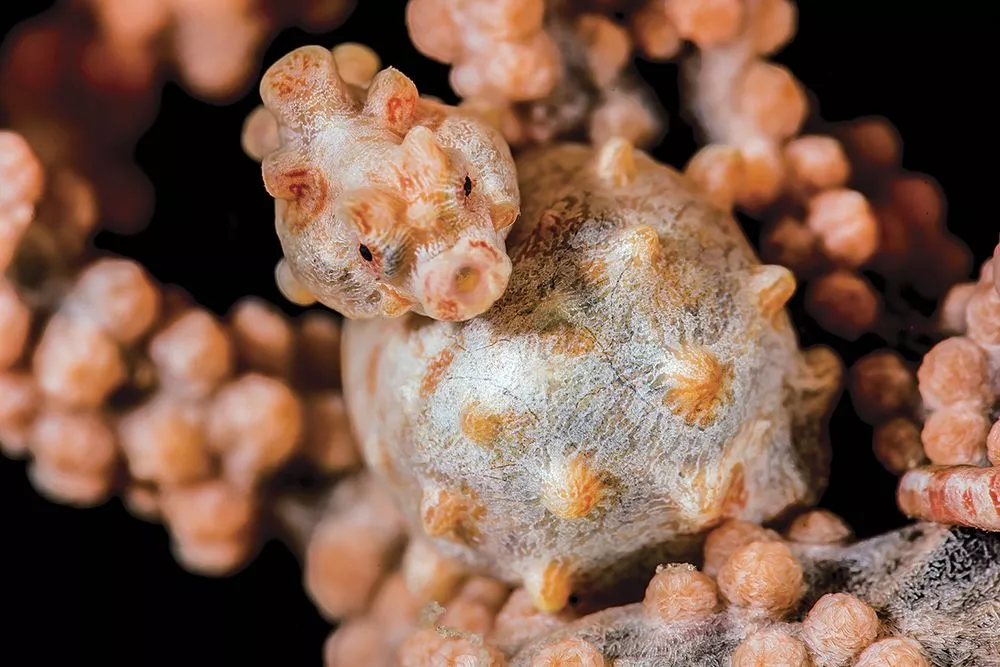Honorable mention. A pregnant male pygmy seahorse