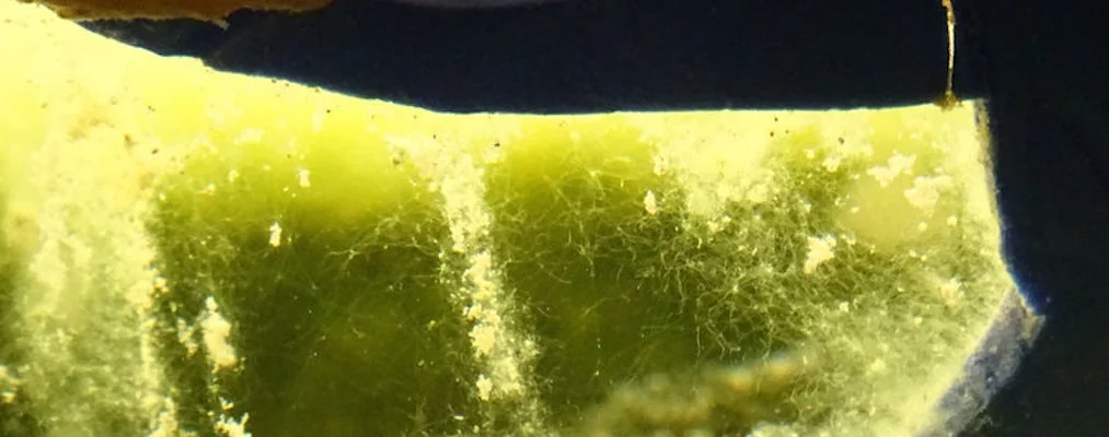 Researchers are developing "smart bricks" that will produce power, water and other resources thanks to microbial fuel cells