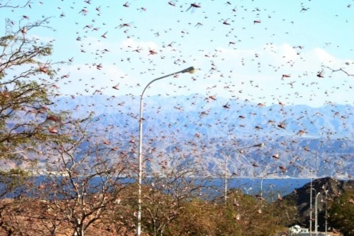 Locusts have helped scientists unlock the secrets of insect flight (Photo: Niv Singer)