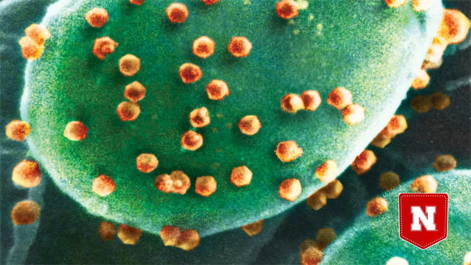 A microscope image of chloroviruses attacking a piece of algae