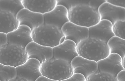 SEM image of concavities is covered by a conformal multilayer stack of 11 alternating layers of titania and alumina (Image: Mathias Kolle, University of Cambridge)