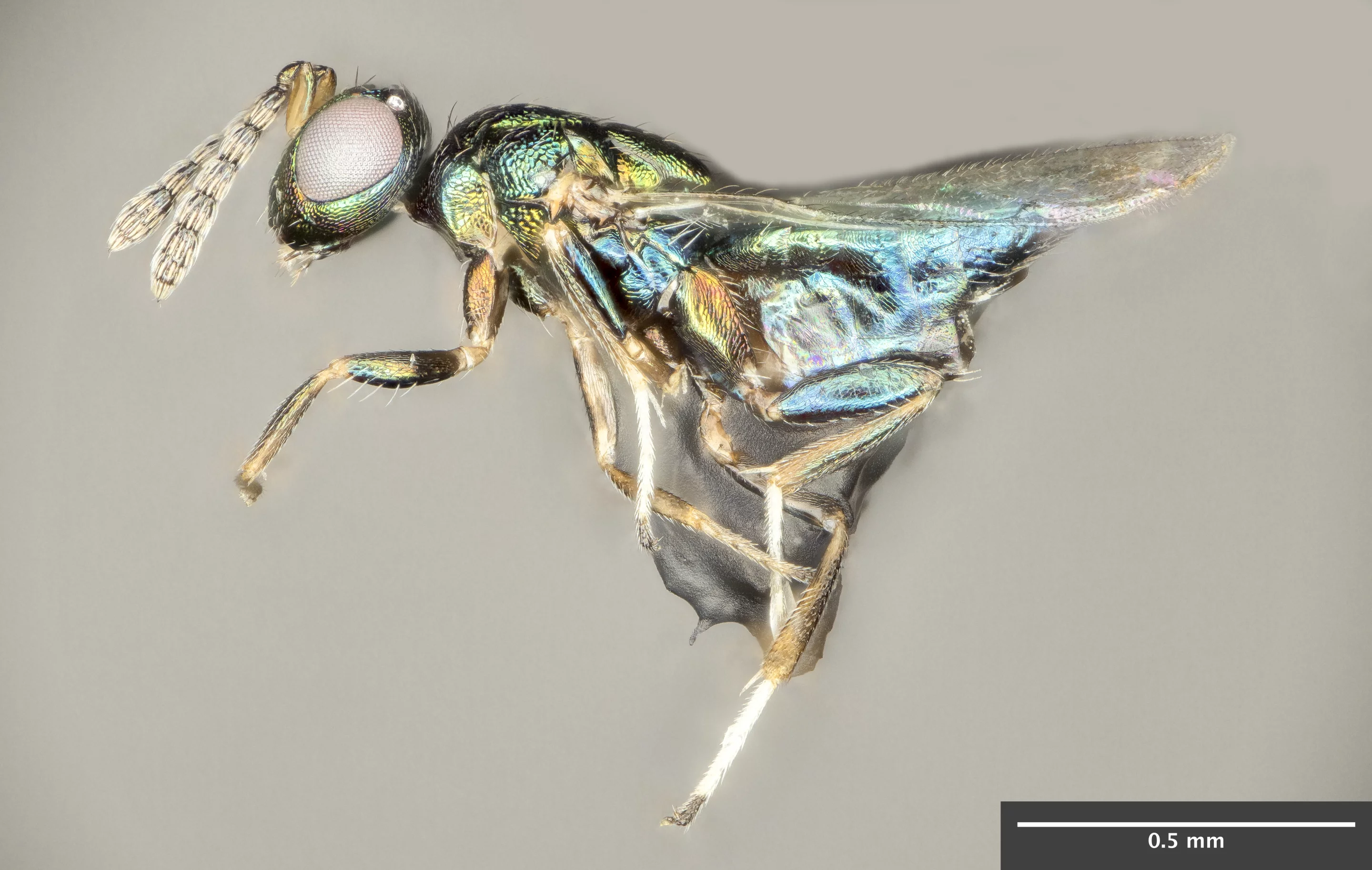 The crypt-keeper wasp, Euderus set