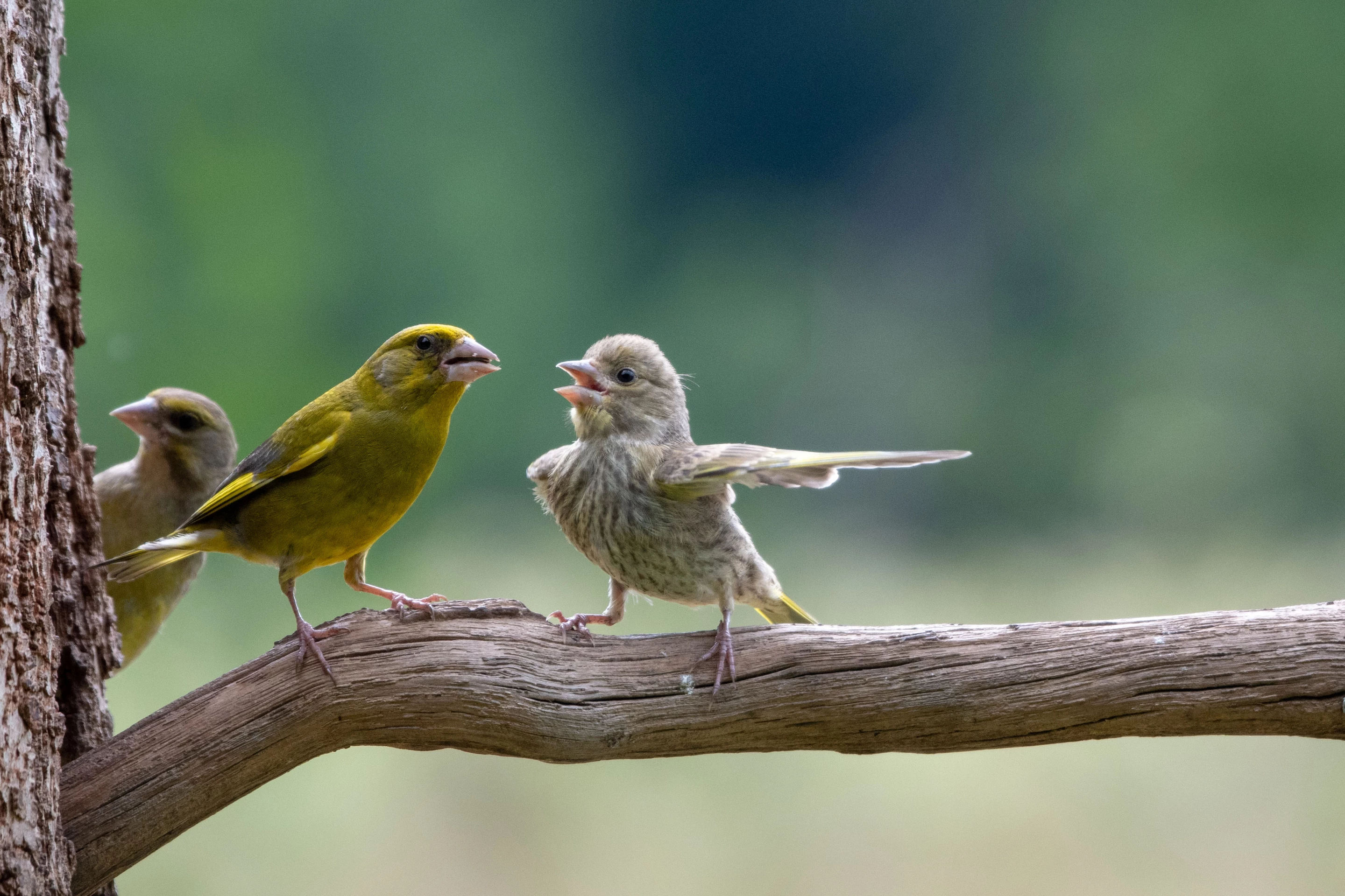 "Dispute" : Greenfinch (Chloris chloris), Bialowieza forest