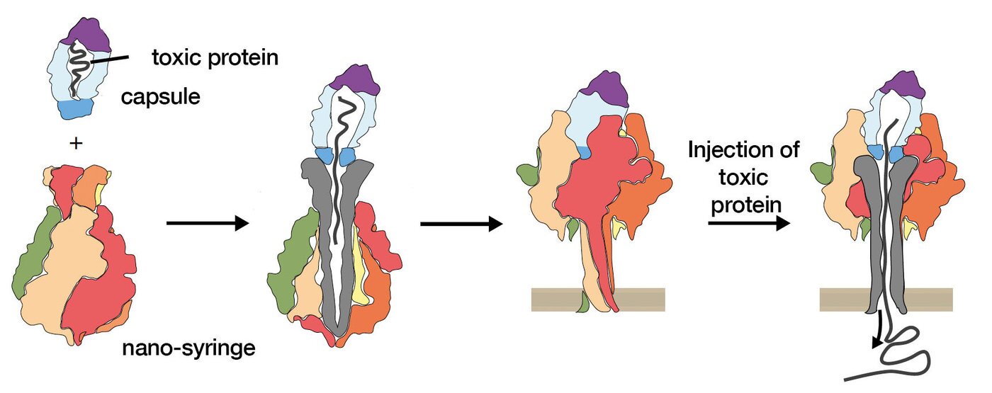 How the bacterial nano-syringe injects toxins into cells