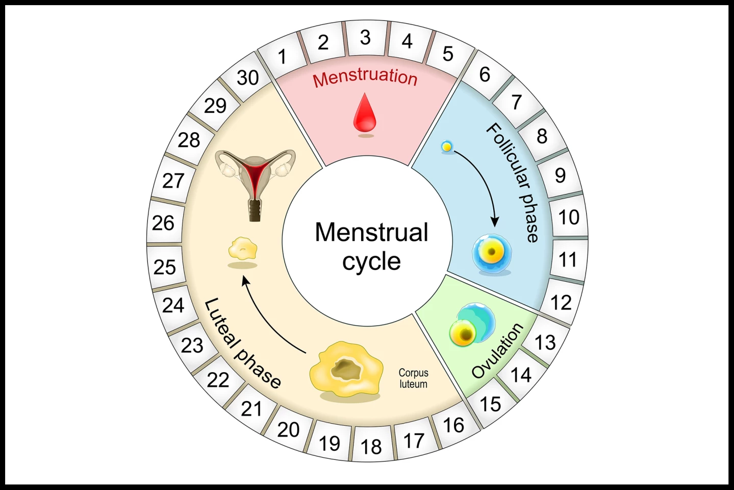 Menstrual cycle diagram