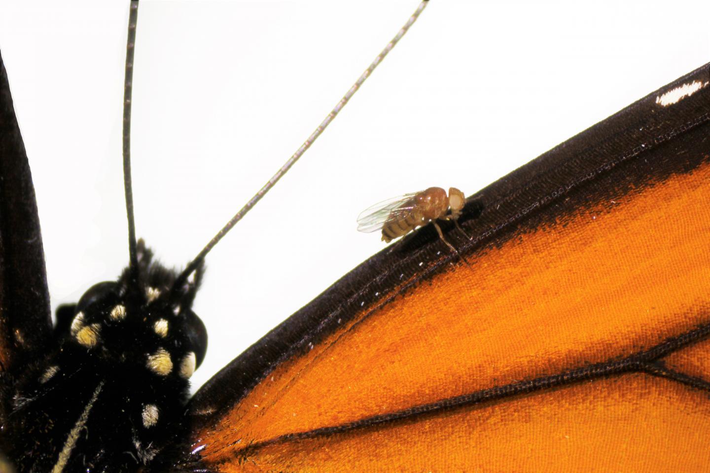 The fruit fly has been genetically engineered to have the ability to live off a poisonous plant, which the monarch butterfly can naturally do