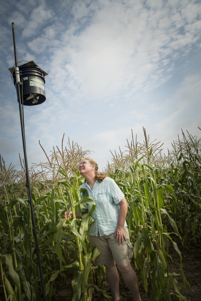 URI Professor Rebecca Brown checks out the operation of a laser scarecrow being tested in a cornfield at the URI Agronomy Farm