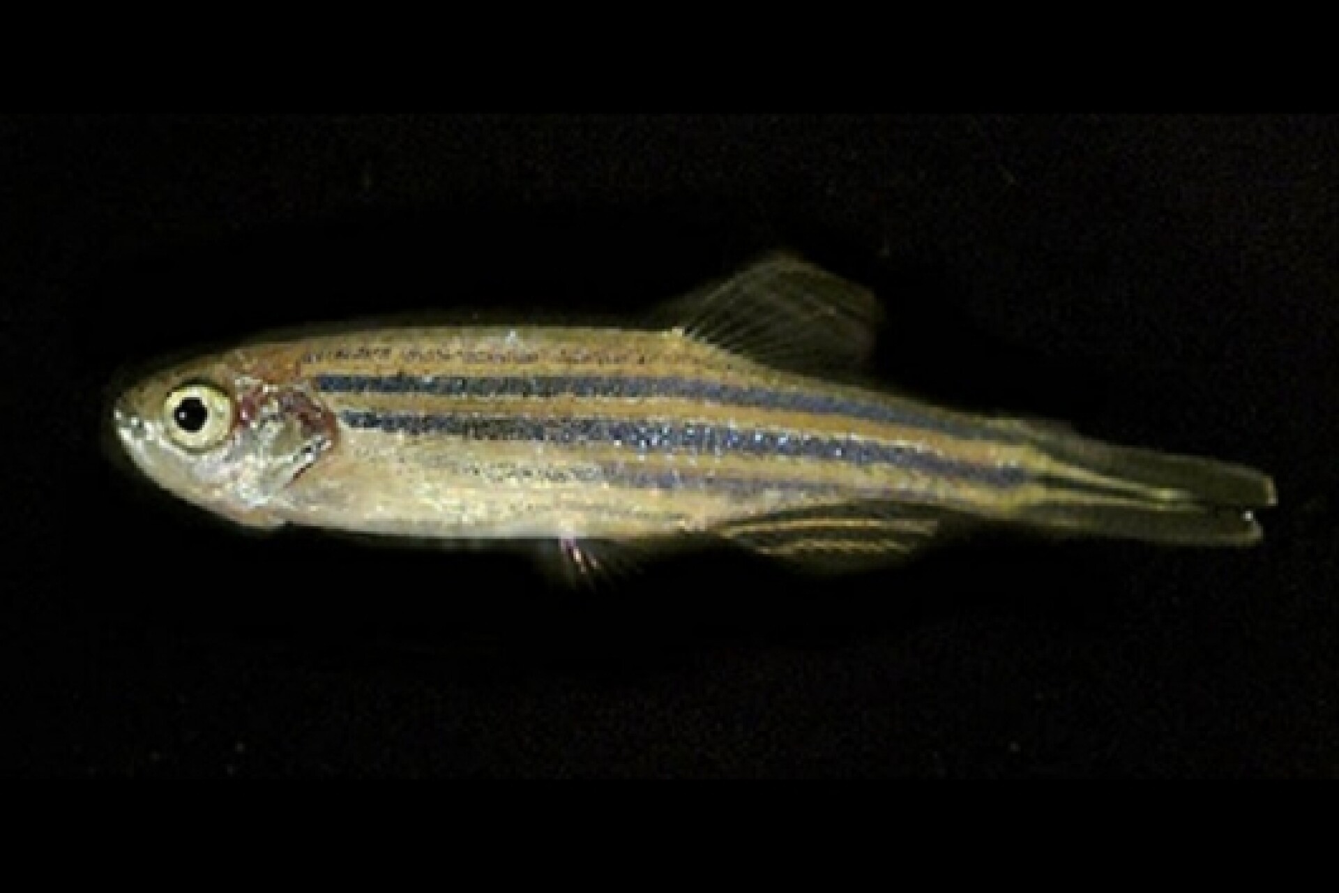 Zebrafish sheds light on blindness