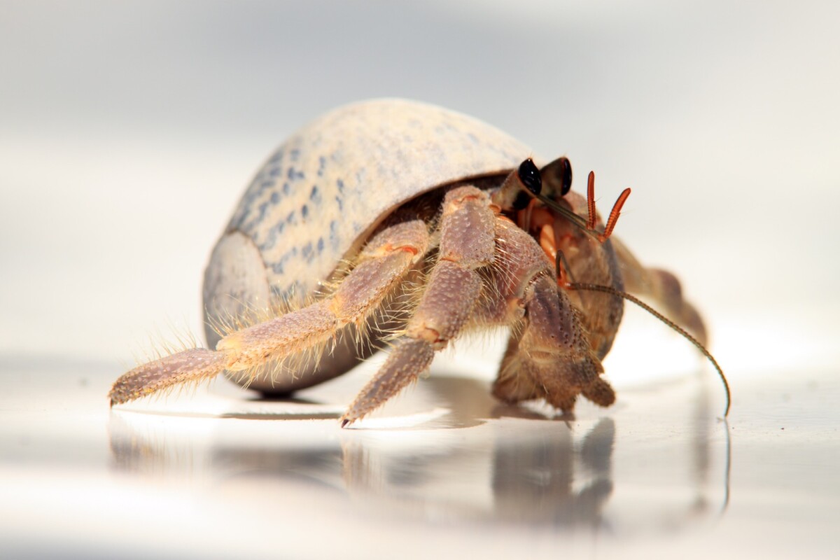 Hermit crabs evolved long members to copulate from the comfort of home