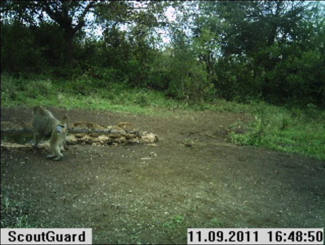 Instant Wild is a conservation app that sends photos of wild animals to users' iPhones, as those animals trigger camera traps in the wild
