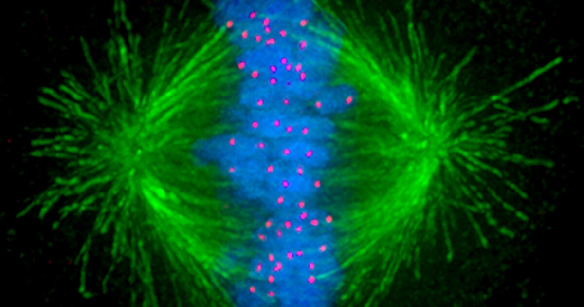First look at a mechanism cancer cells use to resist chemotherapy Biology Diagrams