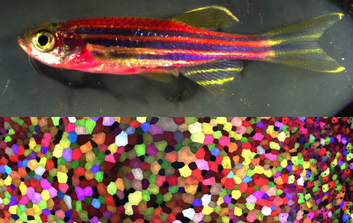 The genetically modified zebrafish with a close-up of its most extraordinary skin
