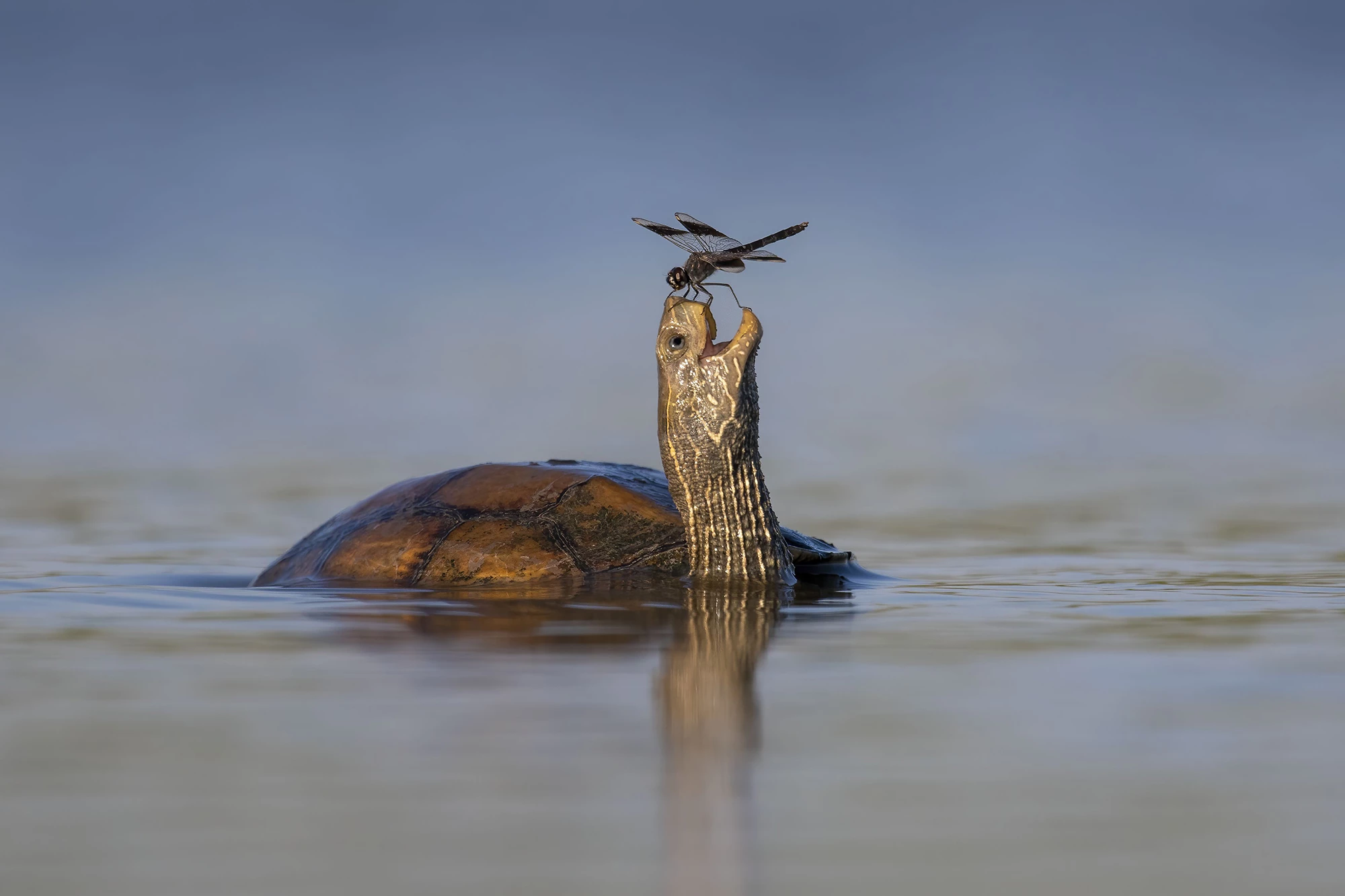 'The Happy Turtle', Israel