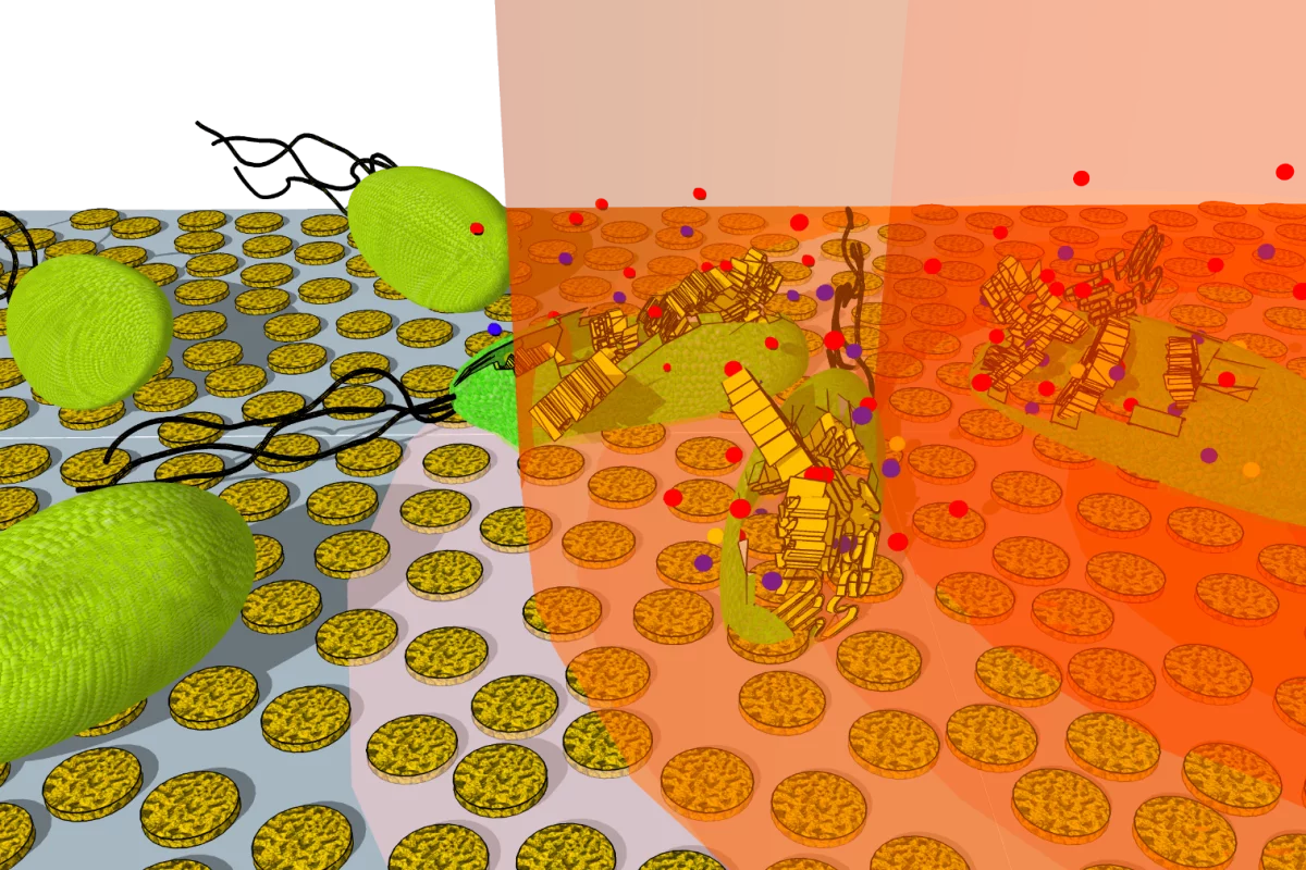 The team found that their new technique, involving gold nanodisks and infrared light, killed the bacterial cells within 25 seconds