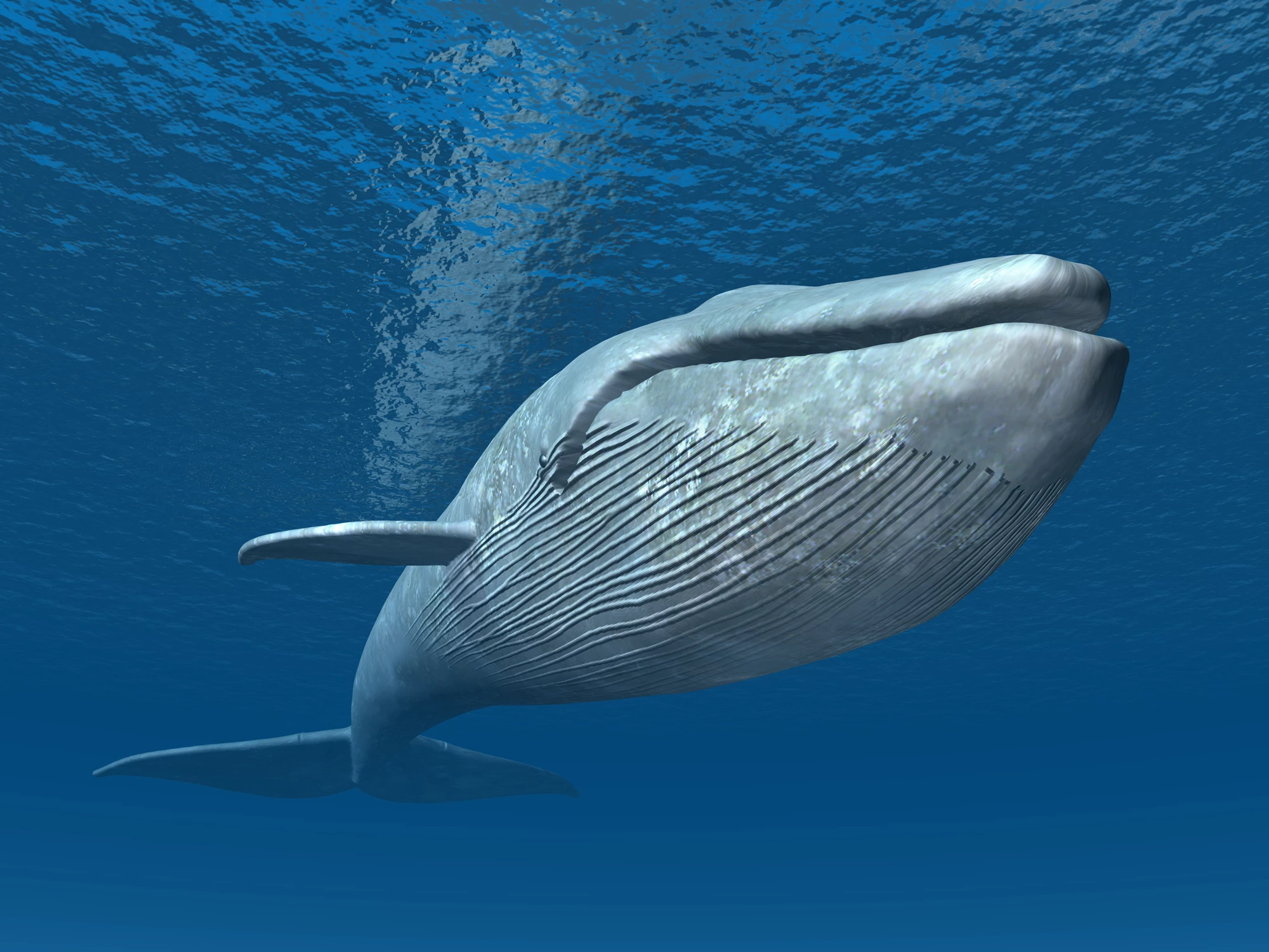 A new study suggests blue whales can consume as much as 10 million microplastic pieces each day