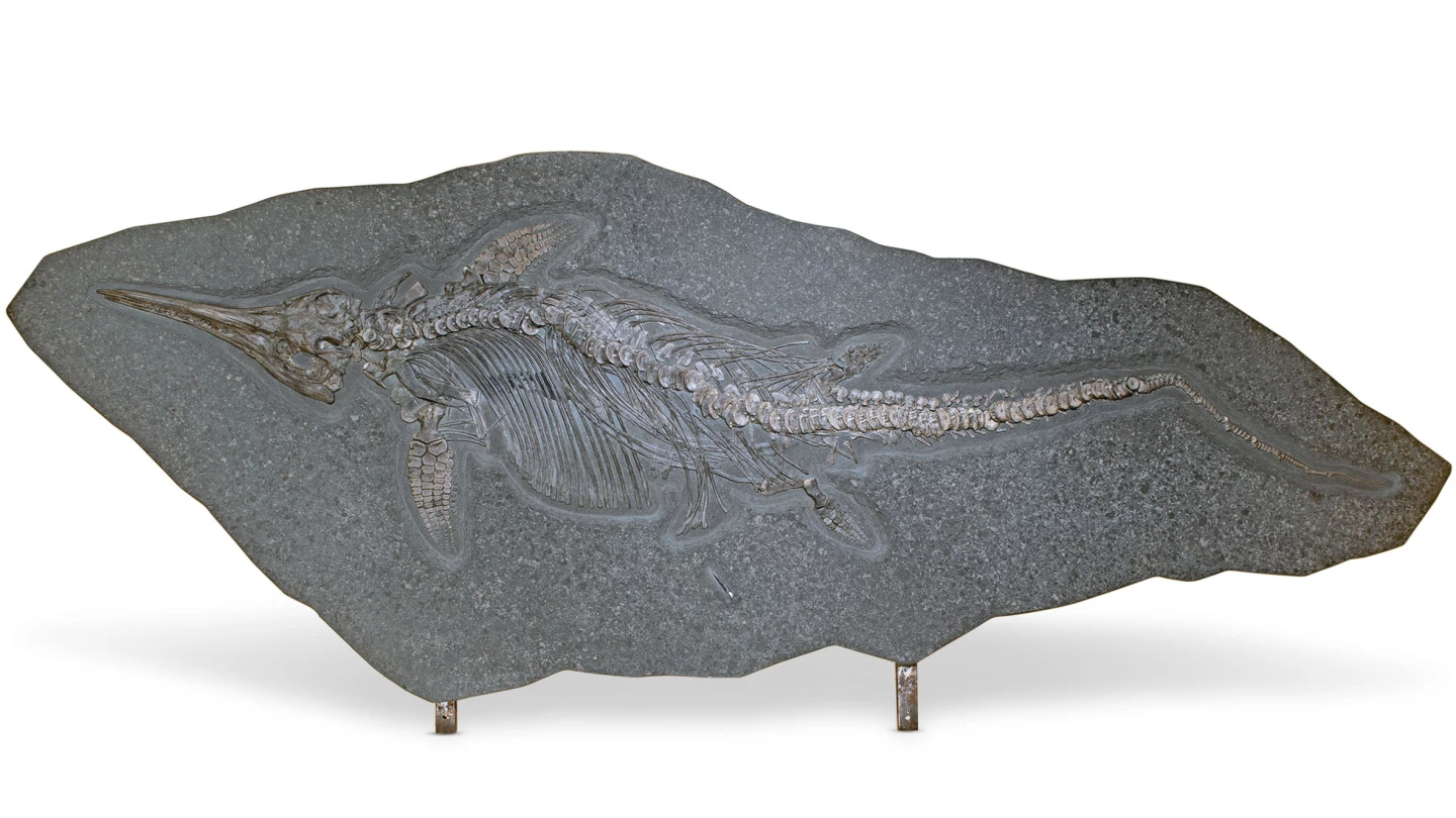 This very large Ichthyosaur fossil from the lower Jurassic period sold for $129,972 at Christie’s on October 28, 2020