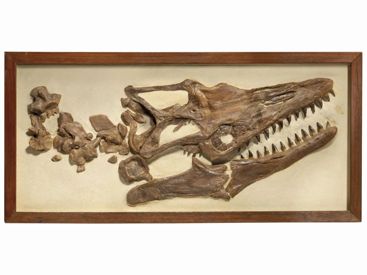 A Framed Mosasaur Skull | Sold for: $10,698 (£8,750) by Christie's on May 21, 2020