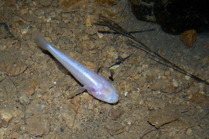 A blind cave fish, that gets around underwater just fine (Photo: Frank Vassen)