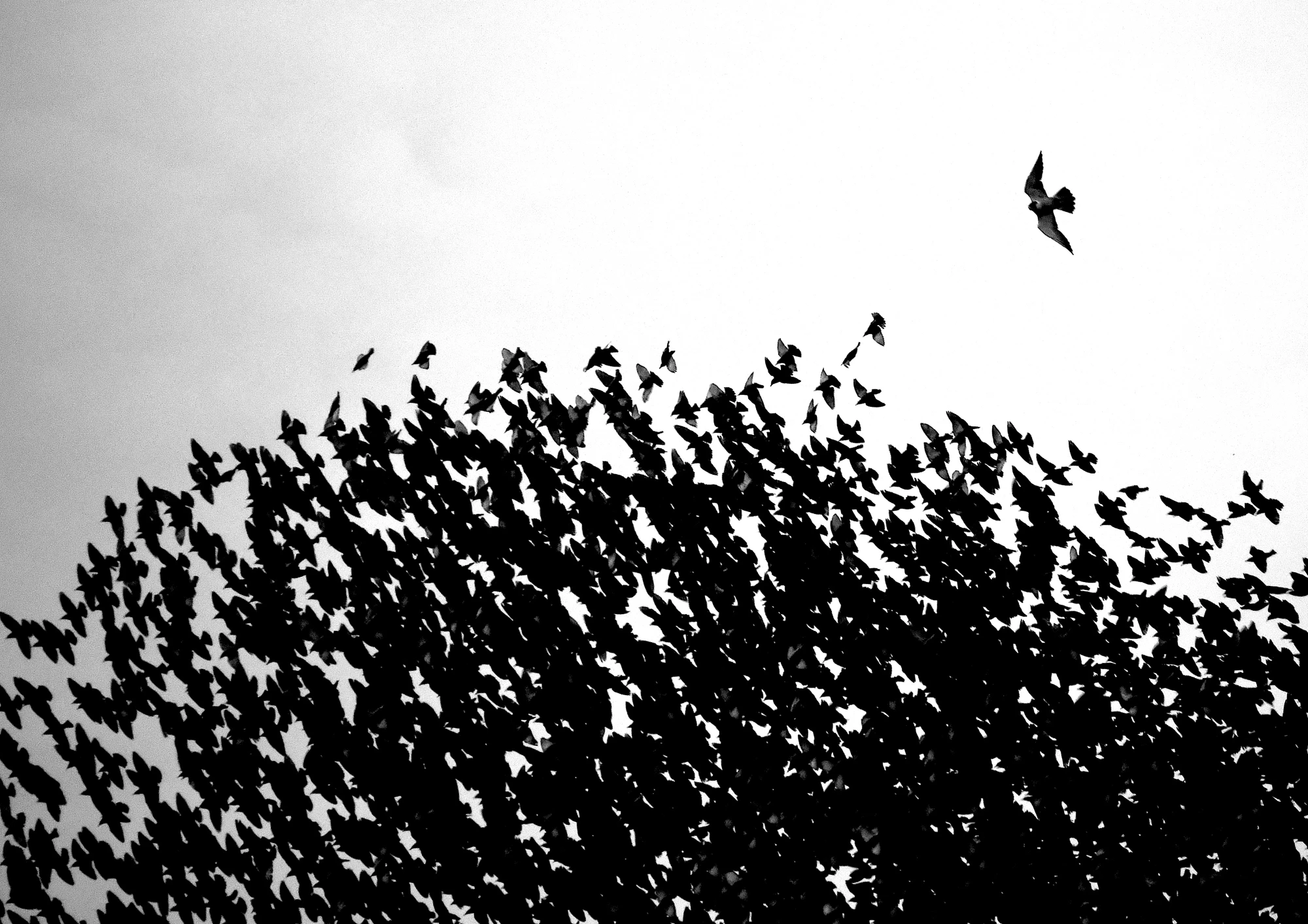 A peregrine falcon approachs a starling murmuration. Winner of the Under 16 category