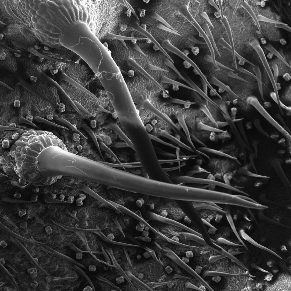 A close-up view of the needle-like trichomes on the Gympie-Gympie stinging tree