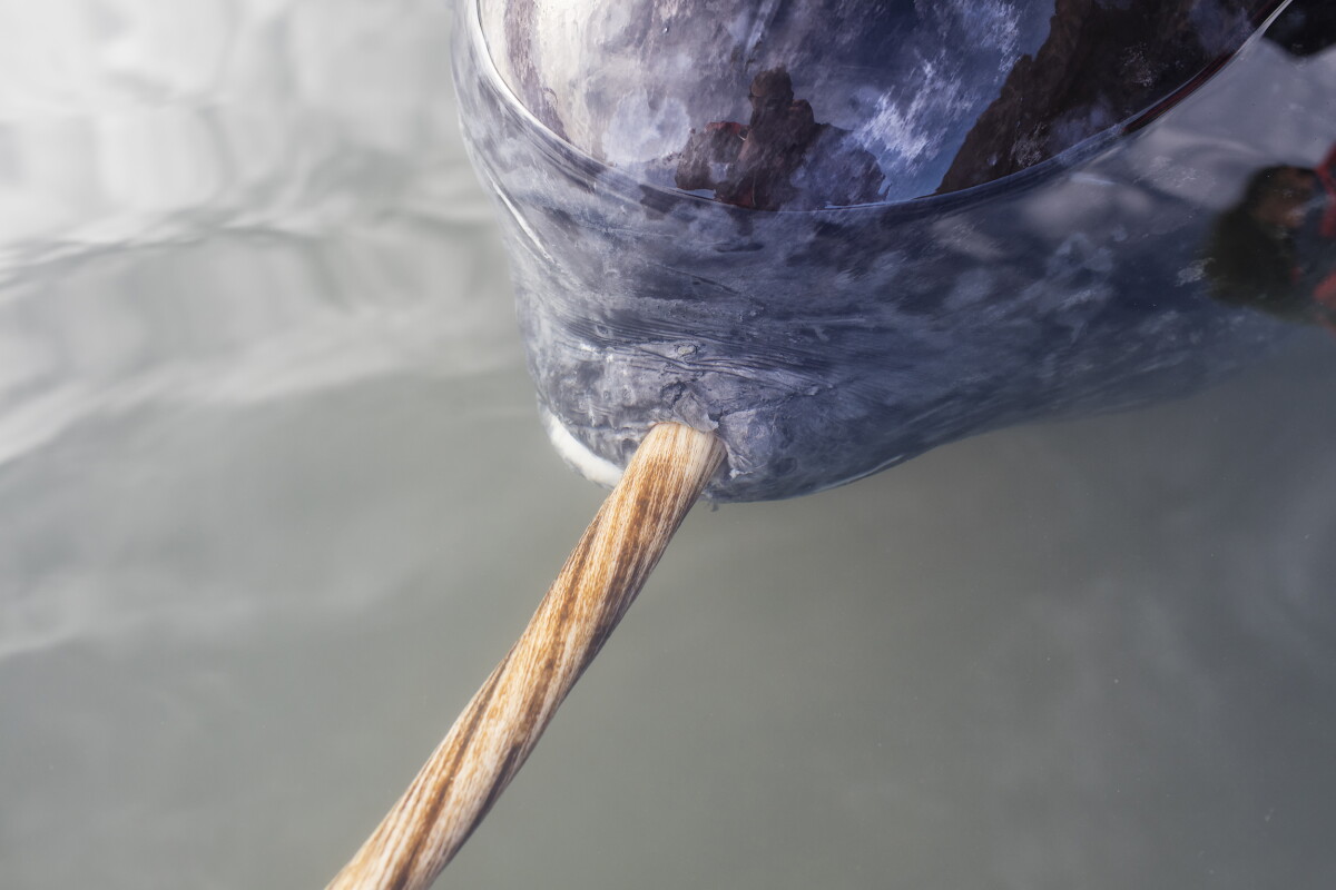 The extraordinary engineering that builds nature's only straight tusk
