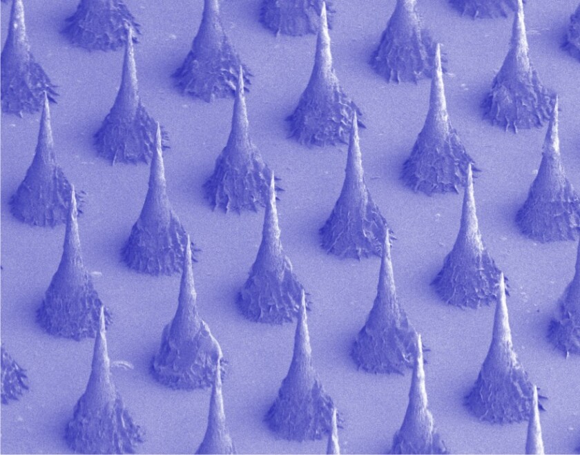 They might look scary under a scanning electronic microscope, but these microneedles are relatively painless