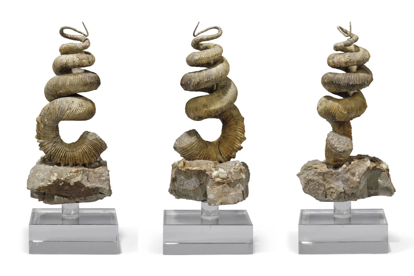 This rare Heteromorph Ammonite is mounted on the block of the original matrix, supported on a fitted stand, measuring 13 x 7 x 6 inches (33 x 18 x 15 cm)