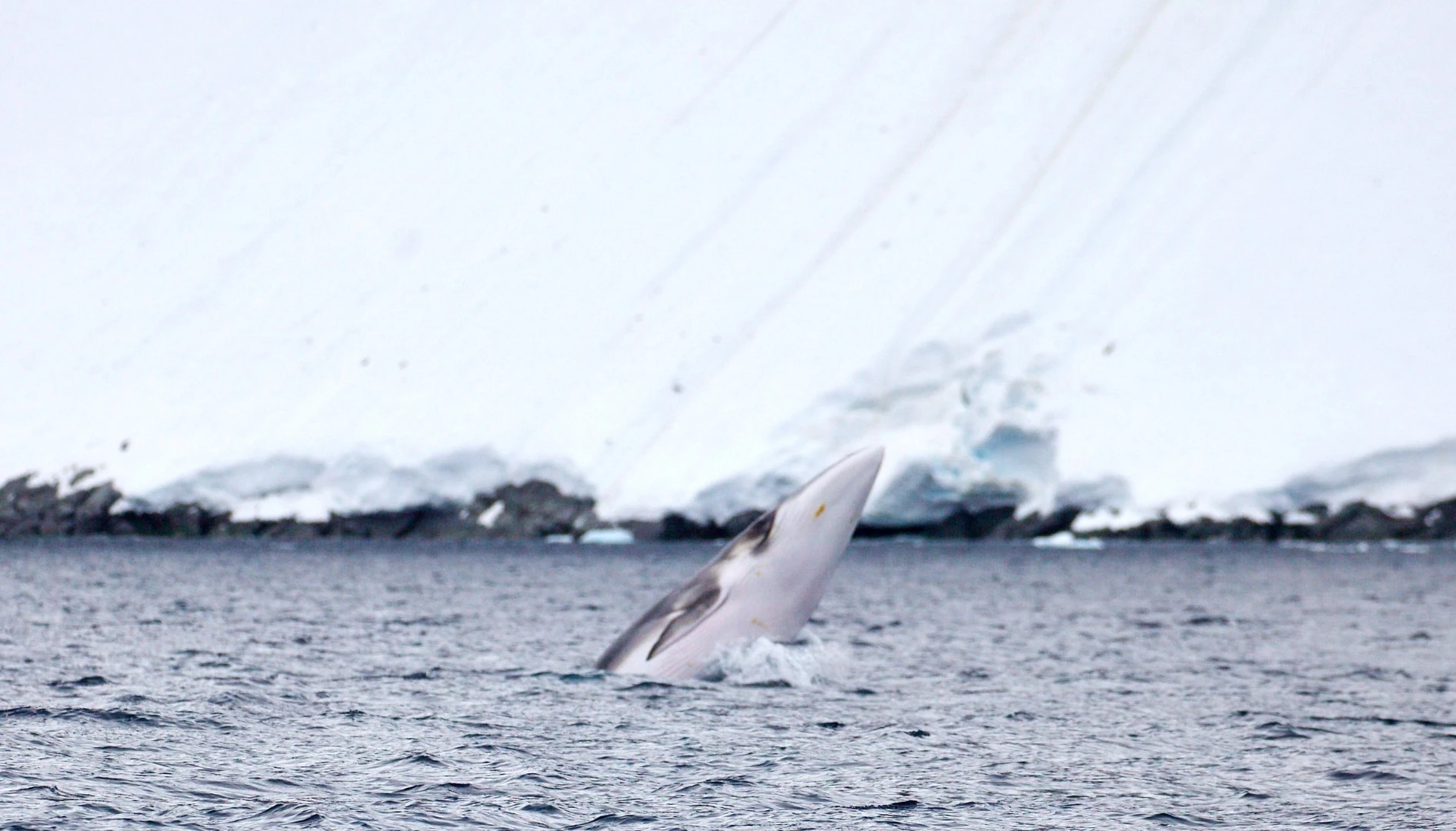 Antarctic minke whale (Balaenoptera bonaerensis) breach. Antarctic PeninsulaWWF-Aus / Chris Johnson