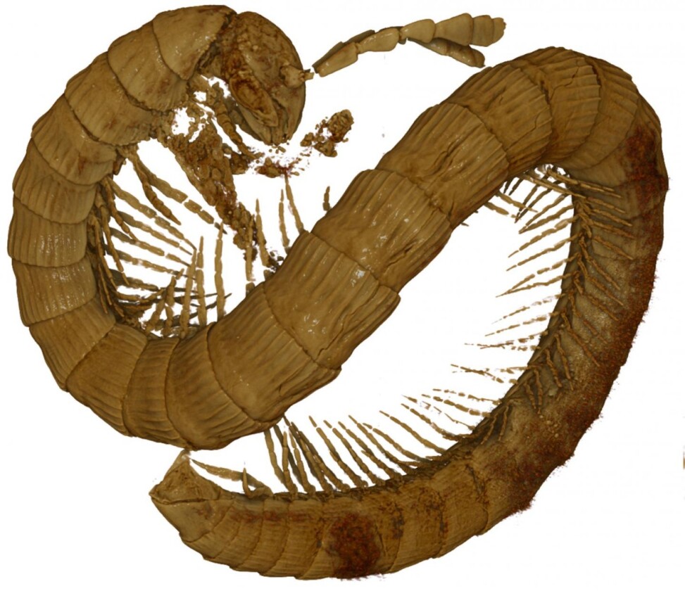 The newly described millipede rendered using 3D X-ray microscopy