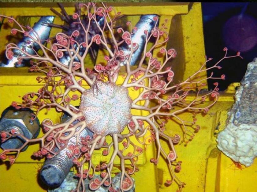 A brittle star occupies a subsea installation less than one year old