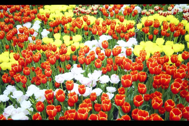 Panasonic's 4K2K display packs around 8.29 million pixels into a 20-inch display