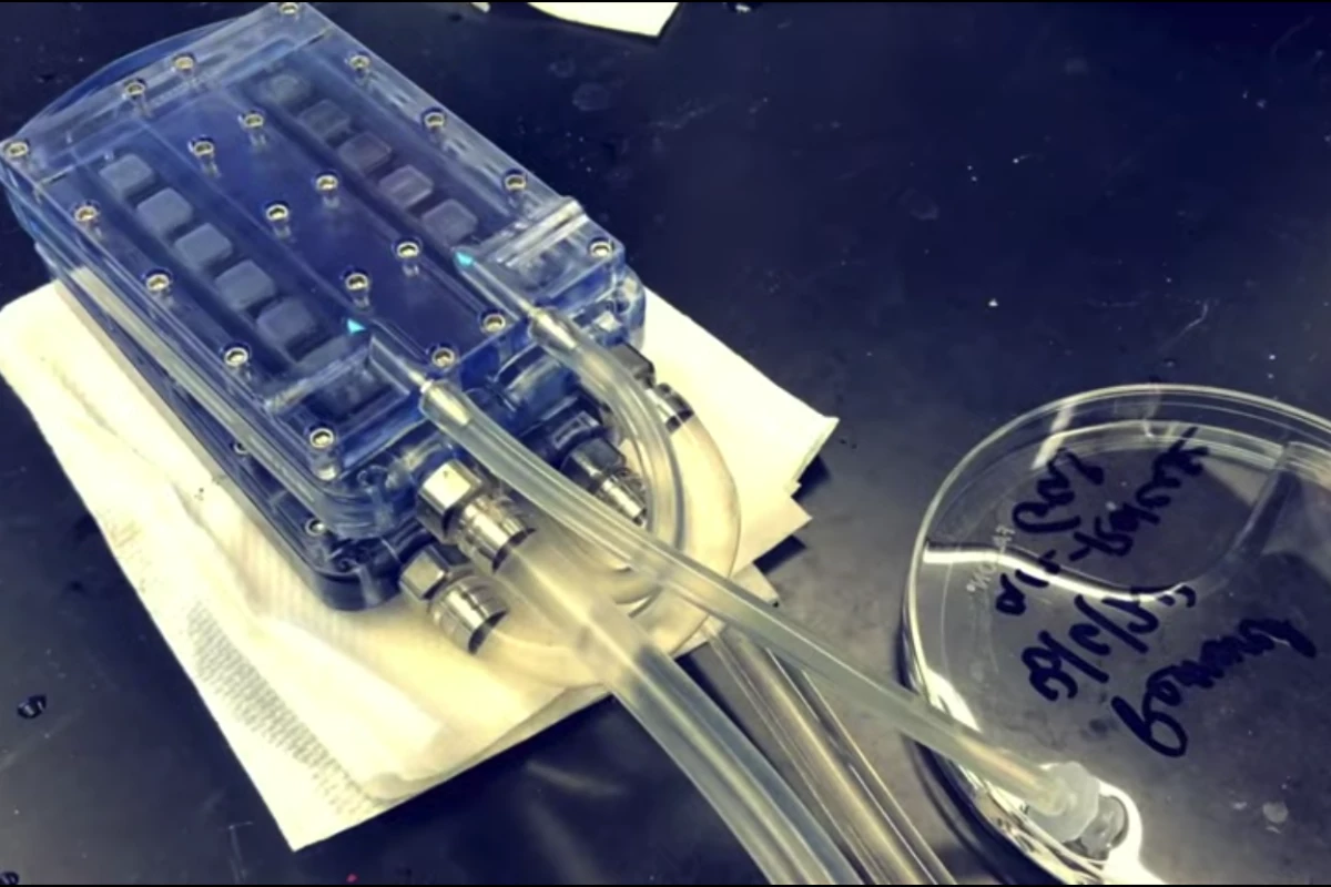 A bioartificial kidney prototype has been tested in the lab