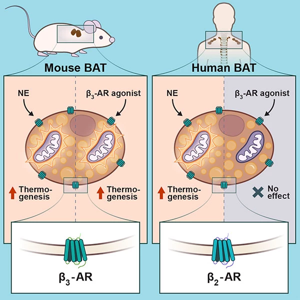 A diagram showing the different receptors in mice and humans that could activate brown adipose tissue (BAT)