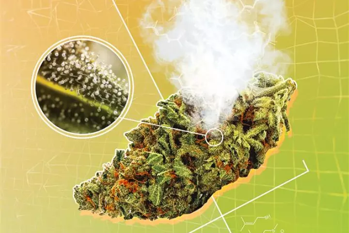 A new study reveals several previously undiscovered volatile sulfur compounds primarily account for the skunk-like smell that characterizes cannabis