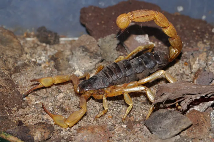 Scientists have unlocked the secret to scorpions' ability to withstand sand-blasting, and applied it to man-made materials (Photo: Quartl)