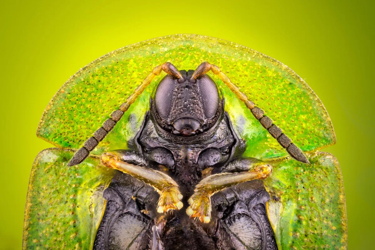 Image of Distinction: Cassida rubiginosa (thistle tortoise beetle), ventral view