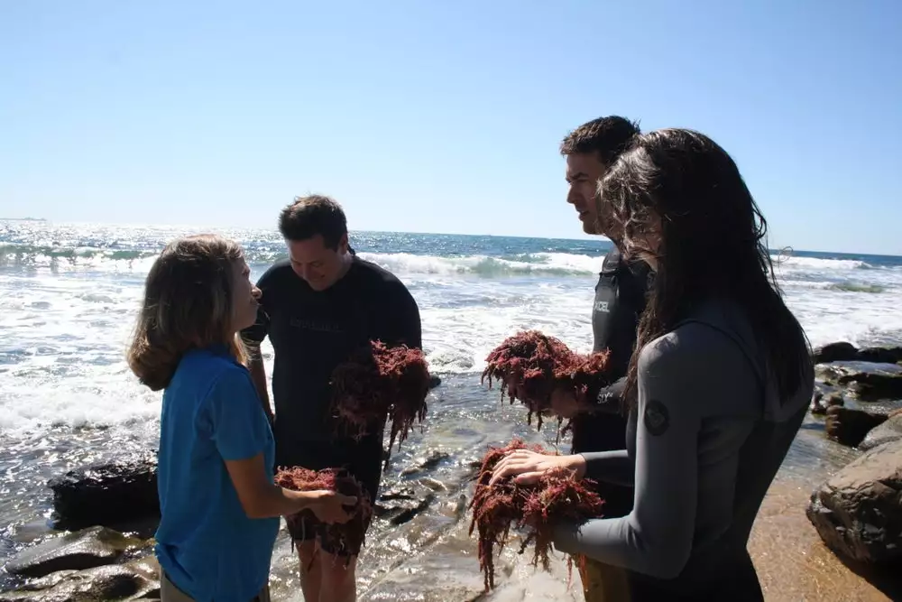 Scientists hope to supplement cow diets with a naturally occurring seaweed species as a way of tackling greenhouse gas emissions